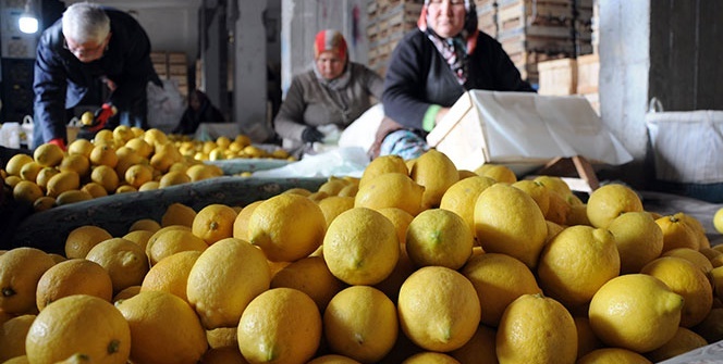 Limon De Erlenece I G Ne Kadar Yata A Giriyor Hlas Haber Ajans