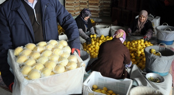 Limon değerleneceği güne kadar yatağa giriyor İhlas Haber Ajansı