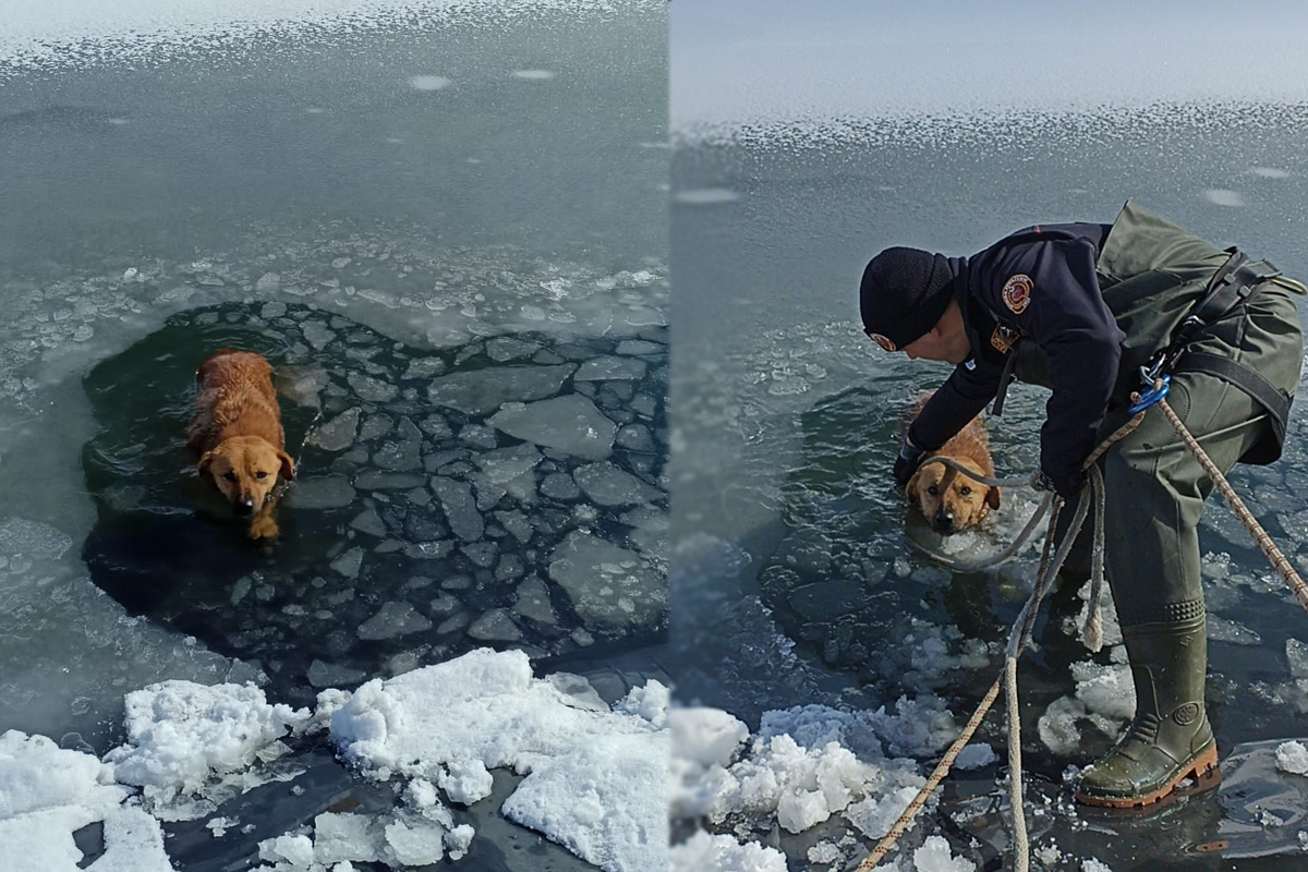 İtfaiye ekipleri buz tutan gölete düşen köpeği donmak üzereyken