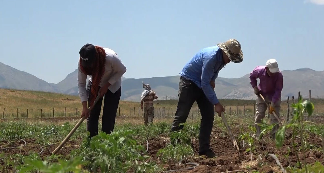 PKK'dan temizlendi: Köylerine dönüp tarıma başladılar