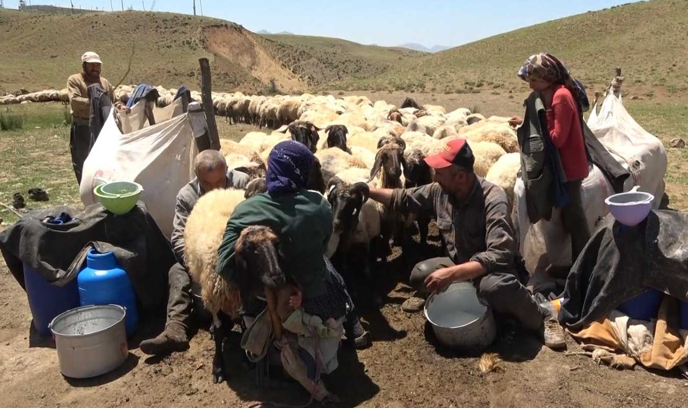 Bu yaylada kadınlar değil erkekler sağım yapıyor