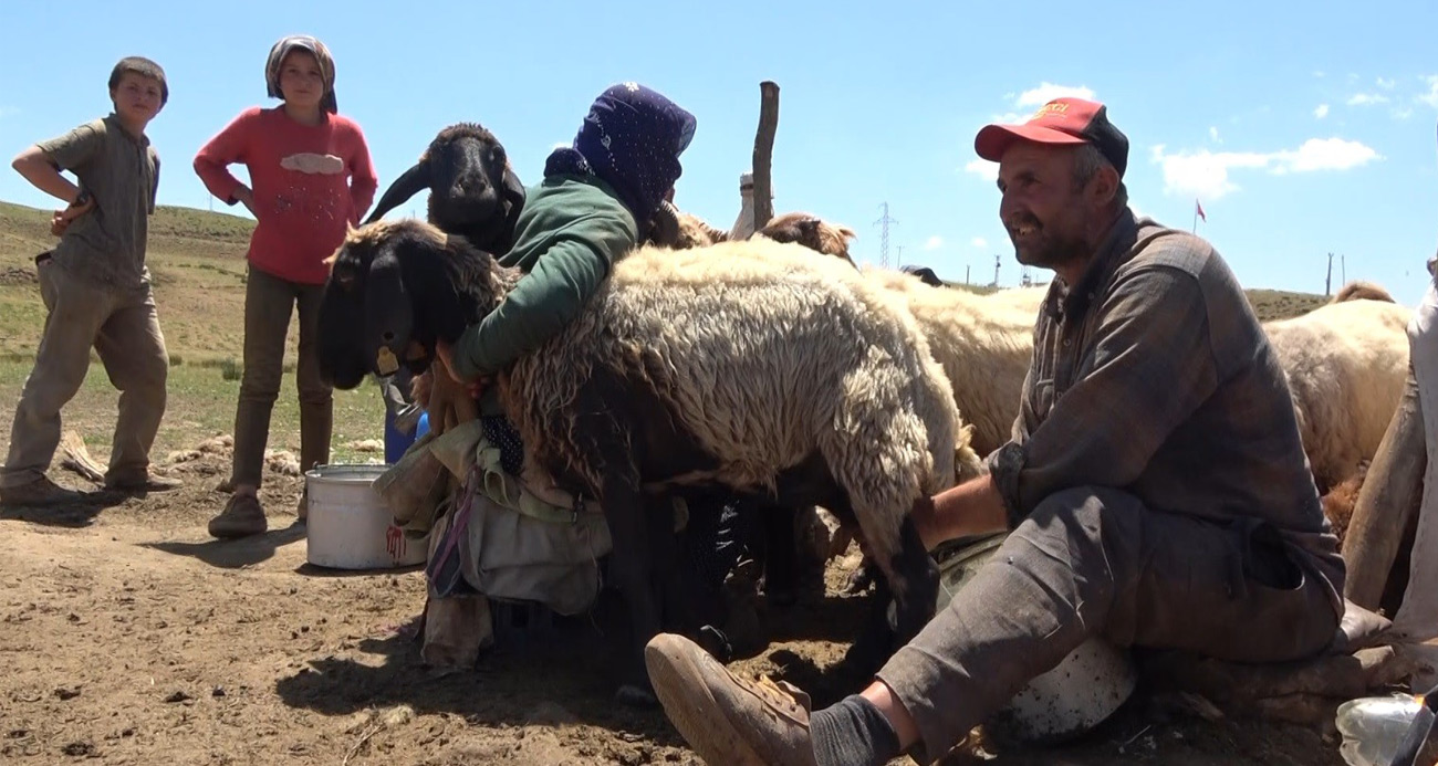 Bu yaylada kadınlar değil erkekler sağım yapıyor