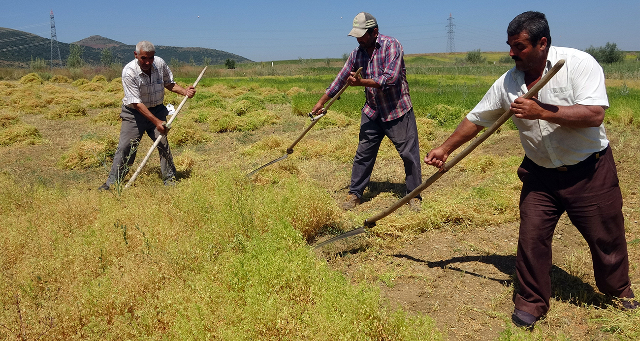 Aylıkları 30 bin liraya geliyor ancak sayıları her geçen gün azalıyor