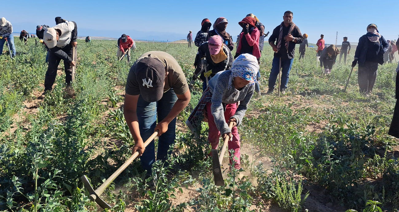 Mevsimlik işçilerin kavurucu sıcakta ekmek mücadelesi