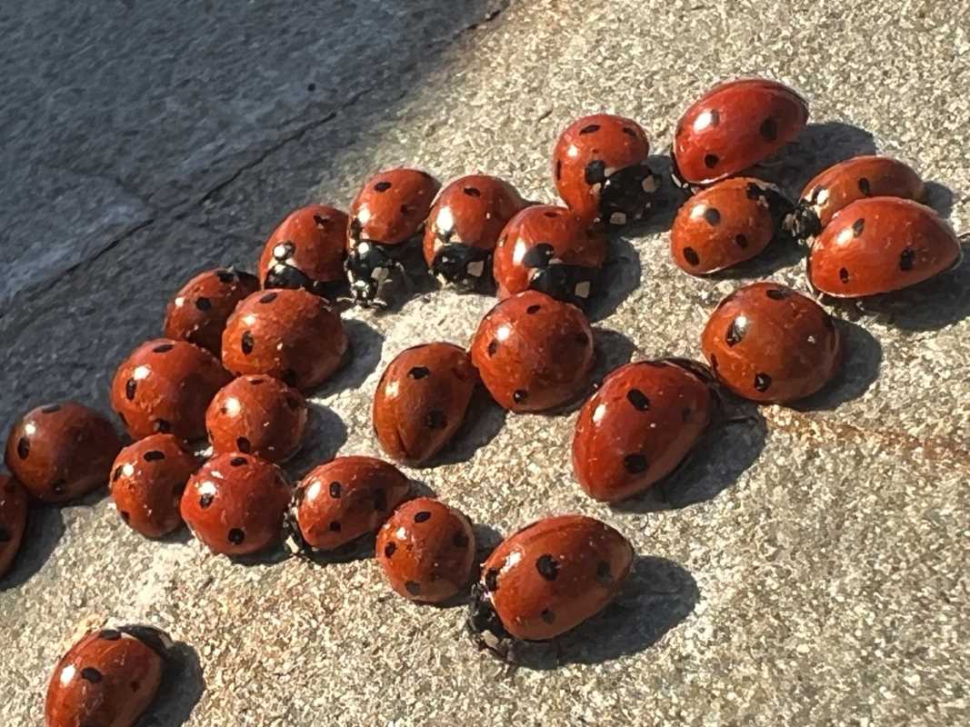 2 bin 260 rakımda uğur böceklerinin görsel şöleni başladı