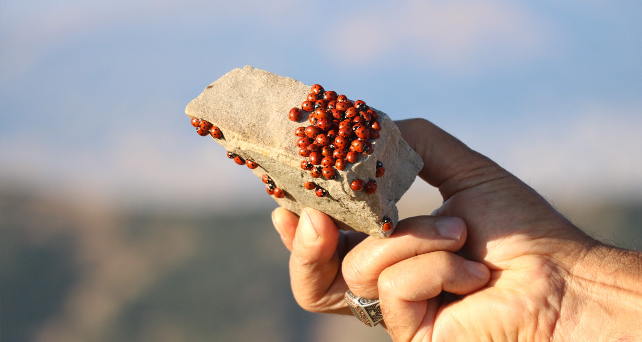 2 bin 260 rakımda uğur böceklerinin görsel şöleni başladı