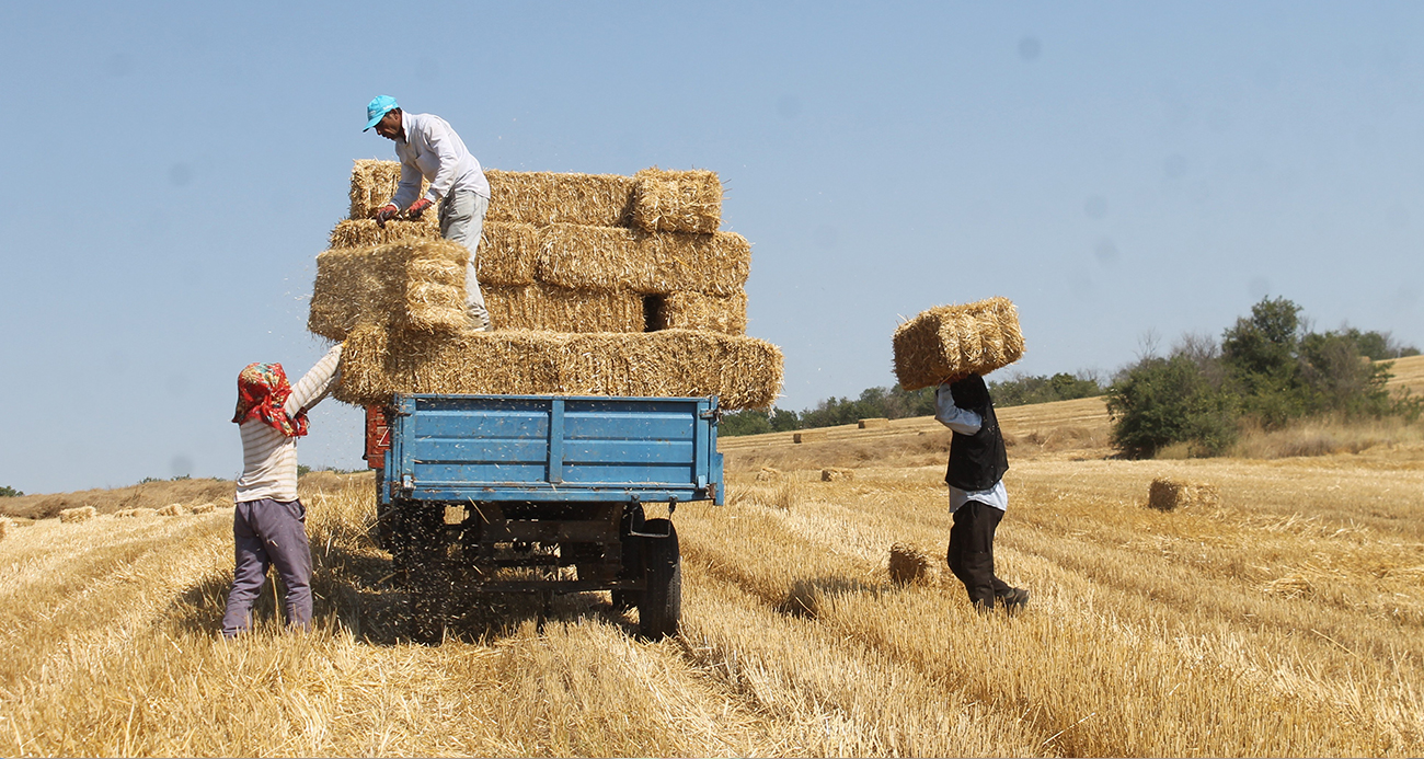 Edirne’de balya işçilerinin kavurucu sıcakta zorlu mesaisi