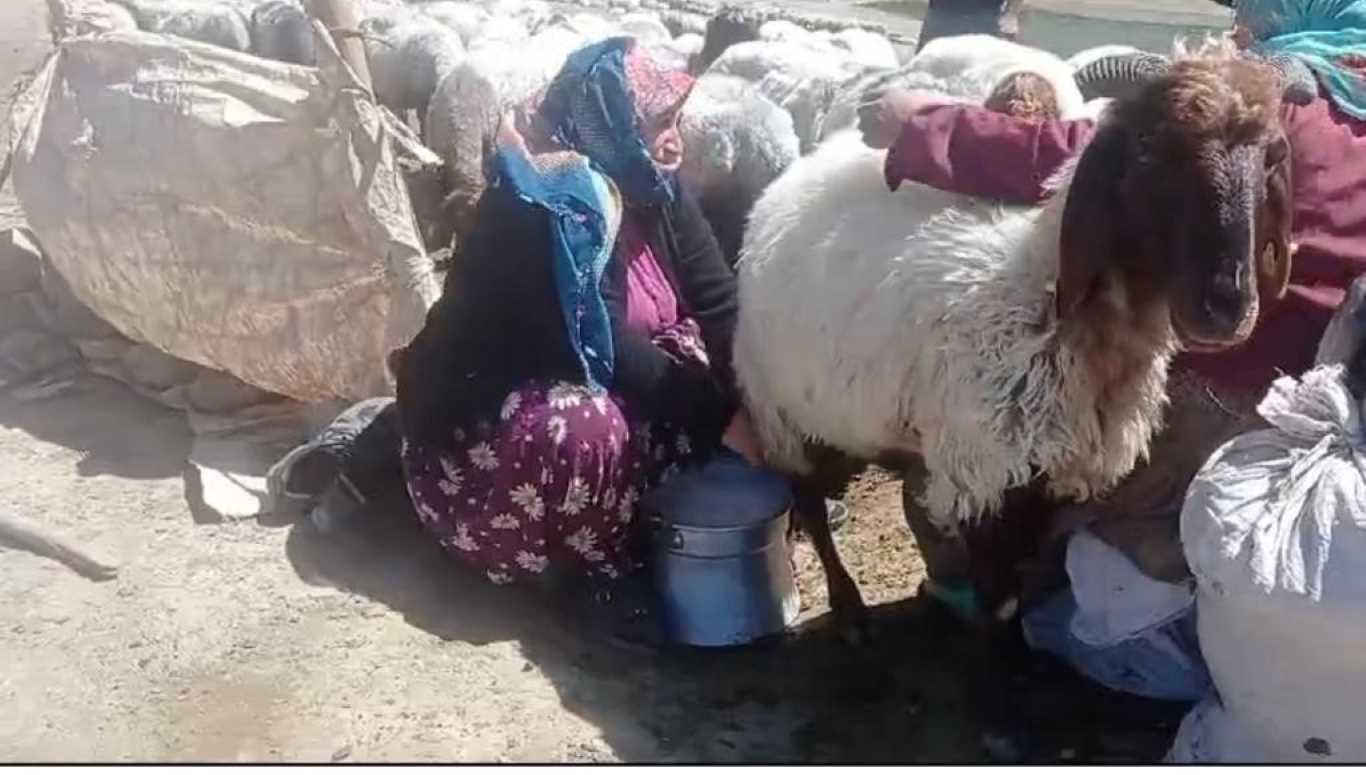 Yaylada ürettiği hayvansal ürünleri Türkiye’nin dört bir yanına satıyor
