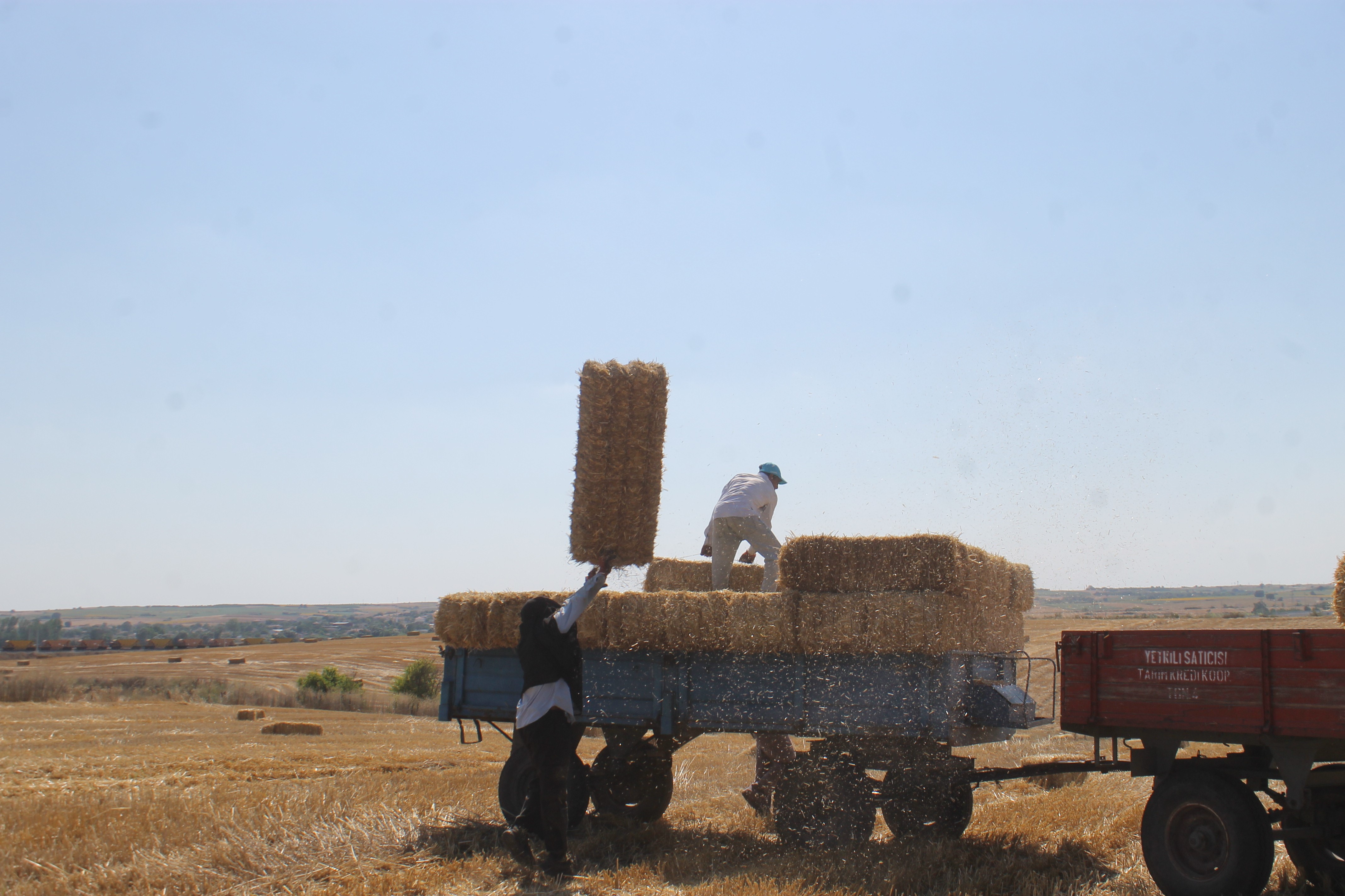 Edirne’de balya işçilerinin kavurucu sıcakta zorlu mesaisi