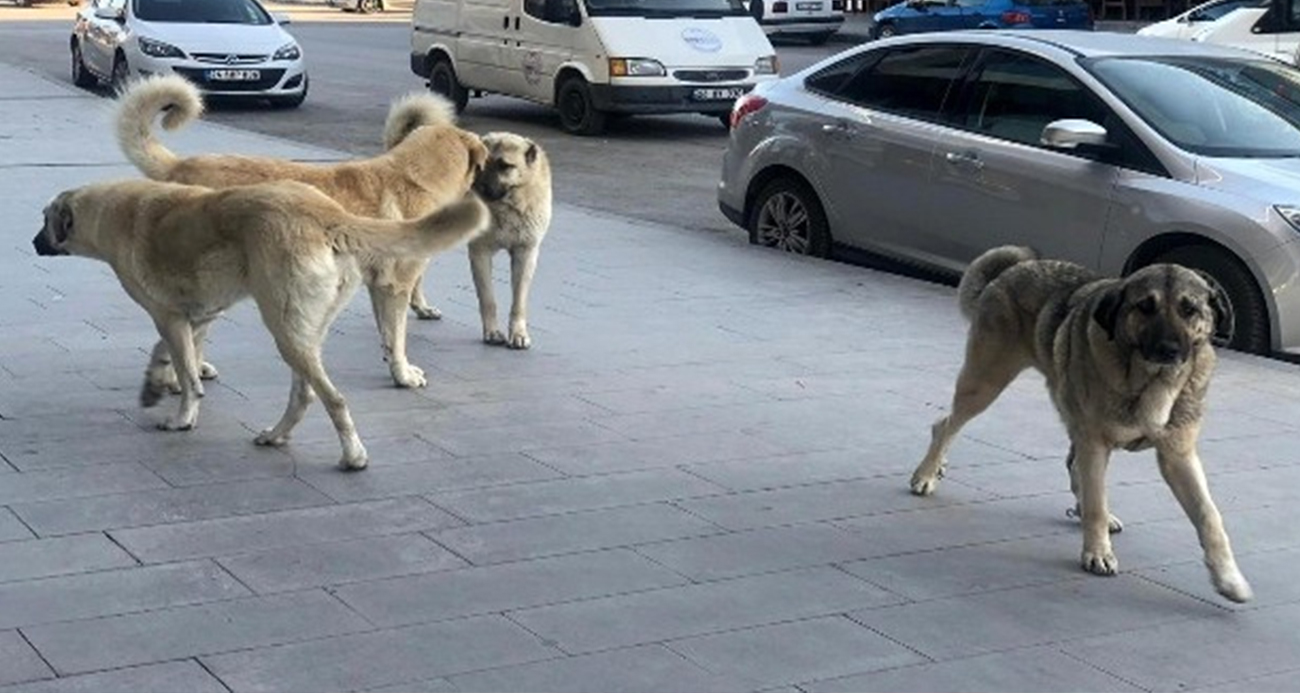 İstanbul Valiliğinden 39 ilçeye &quot;sokak köpeklerini toplayın&quot; talimatı