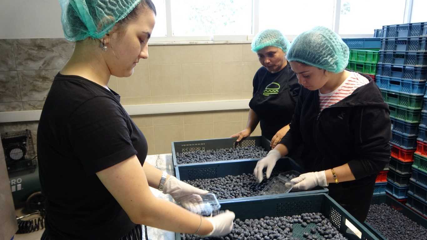 Faydaları saymakla bitmeyen meyve artık İstanbul’da yetişiyor