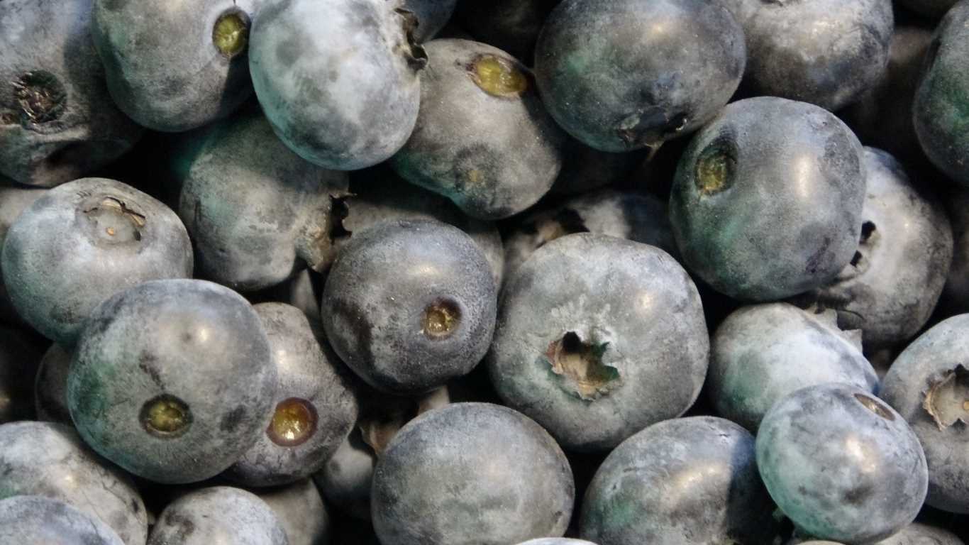 Faydaları saymakla bitmeyen meyve artık İstanbul’da yetişiyor