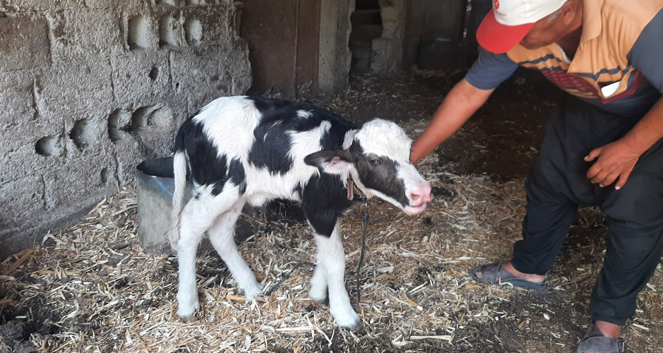 Manda yavrusu, siyah beyaz renklerle doğdu