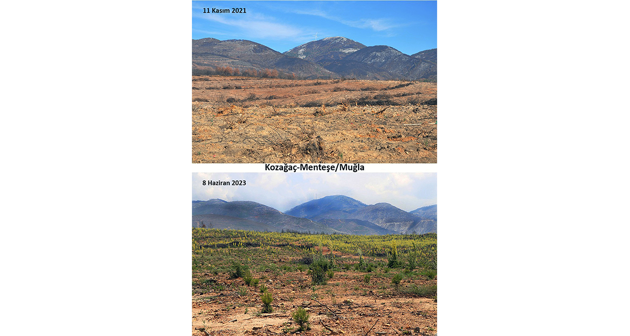 <p>Milas Beyciler yangını: 31 Temmuz 2021 g&uuml;n&uuml; başladı ve 10 Ağustos tarihinde kontrol altına alındı. 10 g&uuml;n devam eden yangında 13 bin 464 hektar ormanlık alan zarar g&ouml;rd&uuml;. Beyciler yangınının Milas ve Bodrum tarafında etkilediği alanın tamamı ağa&ccedil;landırıldı.</p>
<p>Kavaklıdere-Muğla-Yatağan-Yılanlı yangını: 2 Ağustos 2021 g&uuml;n&uuml; başladı ve 8 Ağustos g&uuml;n&uuml; kontrol altına alındı. B&uuml;y&uuml;k yangınlar s&uuml;recinde en fazla ormanlık alanın zarar g&ouml;rd&uuml;ğ&uuml; yangın oldu. 15 bin 238 hektar alan yandı. Kavaklıdere, Muğla, Yatağan ve Yılanlı b&ouml;lgelerinde yanan alanların tamamı ağa&ccedil;landırıldı.</p>
<p>Yatağan-&Ccedil;ine yangını: 6 Ağustos 2021 g&uuml;n&uuml; başladı ve 8 Ağustos g&uuml;n&uuml; kontrol altına alındı. 2 g&uuml;n devam eden yangında 2 bin 150 hektar alan yandı. Yatağan ve &Ccedil;ine tarafındaki ağa&ccedil;landırma &ccedil;alışmaları tamamen bitirildi.<br />Seydikemer yangınları: B&uuml;y&uuml;k yangınlar s&uuml;recinde Seydikemer&rsquo;de 1 Ağustos&rsquo;ta Eşen&rsquo;de ve 2 Ağustos&rsquo;ta Akdağ eteklerinde &Ccedil;&ouml;kek yangını &ccedil;ıktı. İki yangında yaklaşık 600 hektar alan yandı. Seydikemer&rsquo;deki yanan alanların ağa&ccedil;landırma &ccedil;alışmaları tamamen bitirildi.<br />Nazilli-Karacasu yangını: 3 Ağustos 2021 g&uuml;n&uuml; başladı ve 4 Ağustos g&uuml;n&uuml; kontrol altına alındı. Yangında 570 hektar ormanlık alan yandı. Yanan alandaki ağa&ccedil;landırma &ccedil;alışması tamamen bitirildi.</p>