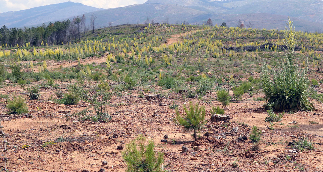 <p>Yanan ağa&ccedil;ların sahalardan alınmasının ardından ağa&ccedil;landırma ve silvik&uuml;lt&uuml;rel (orman yetiştirme) &ccedil;alışmaların yapıldığı aşamaya ge&ccedil;ildi. Bu anlamda yanan 52 bin 20 hektar alanın 29 bin 786 hektarlık b&ouml;l&uuml;m&uuml;nde doğal gen&ccedil;leştirme y&ouml;ntemi uygulandı. Yani yanan ağa&ccedil;ların kozalaklarından d&uuml;şen tohumlardan oluşan &ccedil;imlenme y&ouml;ntemi. 2 bin 948 hektarlık b&ouml;l&uuml;m&uuml;nde suni gen&ccedil;leştirme y&ouml;ntemi uygulandı. (Arazi hazırlığı yapılarak tohum serpme y&ouml;ntemi.) 4 bin 542 hektarlık b&ouml;l&uuml;m&uuml;nde rehabilitasyon &ccedil;alışması yapıldı. (Arazi toprak s&uuml;rme yapılmadan tohum serpme y&ouml;ntemi.) 2 bin 258 hektarlık b&ouml;l&uuml;m&uuml;nde fidan dikimi y&ouml;ntemiyle ağa&ccedil;landırma &ccedil;alışması yapıldı. 12 bin 486 hektarlık kısmında aşırı kayalık ve eğimli arazi yapısı nedeniyle ağa&ccedil;landırma ve silvik&uuml;lt&uuml;rel bir &ccedil;alışma yapılamadı. Buralara yine de tohum takviyesi yapıldı.</p>