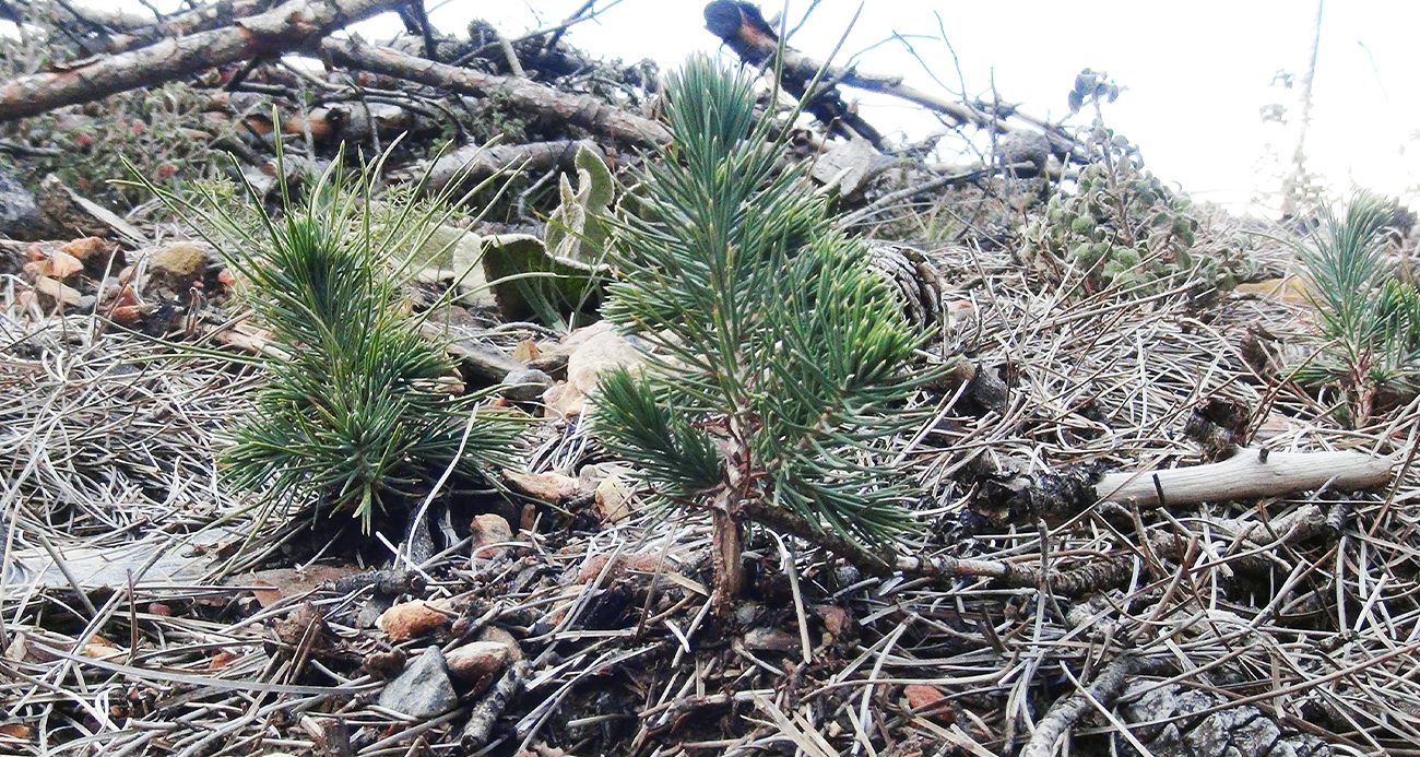 <p><strong>Orman şehitleri unutulmadı</strong></p>
<p>Marmaris&rsquo;te 2021 yılında yaşanan orman yangınlarında hayatını kaydeden orman şehitleri unutulmadı. Orman yangınlarıyla m&uuml;cadelede hayatını kaybeden orman personeli yangın s&ouml;nd&uuml;rme iş&ccedil;isi G&ouml;rkem Hasdemir ve g&ouml;n&uuml;ll&uuml; vatandaş Şahin Akdemir i&ccedil;in Marmaris İ&ccedil;meler&rsquo;de Hatıra Ormanı oluşturuldu. Orman Şehitleri anısına oluşturulan hatıra ormanına ilk fidanlar 11 Kasım Milli Ağa&ccedil;landırma G&uuml;n&uuml;nde dikildi.</p>
<p>Rakamlarla b&uuml;y&uuml;k yangınlar ve sonrasında yapılan &ccedil;alışmalar<br />Muğla Orman B&ouml;lge M&uuml;d&uuml;rl&uuml;ğ&uuml;nde 29 Temmuz-12 Ağustos 2021 tarihleri arasında 45&rsquo;i orman ve 30&rsquo;u ziraat olmak &uuml;zere 75 adet yangın meydana geldi. Yaklaşık 60 bin hektarlık alanda etkili olan bu yangınlarda 52 bin 20 hektar ormanlık alan yandı. Bunu yanında can ve mal kayıpları yaşandı.</p>