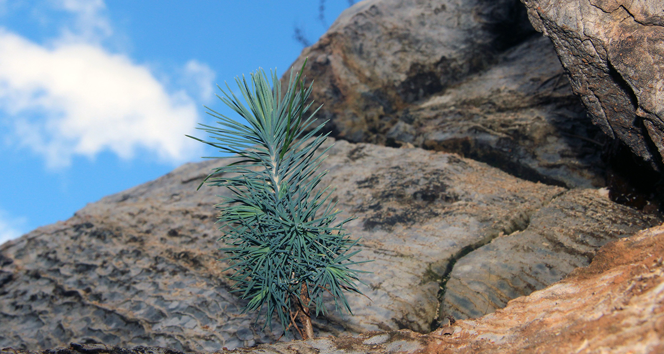 <p>Muğla Orman B&ouml;lge M&uuml;d&uuml;rl&uuml;ğ&uuml; bu b&uuml;y&uuml;k orman yangınları s&uuml;recinin en sert yaşandığı yer oldu. 29 Temmuz 2021 Perşembe g&uuml;n&uuml; &ouml;ğle saatlerinde Marmaris siteler mevkiinde başlayan orman yangınının &ccedil;ok hızlı şekilde ilerleyip il&ccedil;e merkezini tehdit eder hale gelmesi daha sonraki s&uuml;re&ccedil;te yaşanacak felaketlerin habercisi gibiydi. Aynı g&uuml;n Marmaris yangını devam ederken Bodrum G&uuml;vercinlik ve hemen ardından K&ouml;yceğiz yangınlarının peş peşe &ccedil;ıkması hem kara, hem hava g&uuml;&ccedil;lerinin b&ouml;l&uuml;nmesine neden oldu. Yangınlar b&uuml;y&uuml;k alanlara yayıldı. Devam eden g&uuml;nlerde Milas Beyciler ve Muğla Kavaklıdere b&ouml;lgesinde başlayan orman yangınları da &ccedil;ok b&uuml;y&uuml;k boyutlara ulaştı.</p>