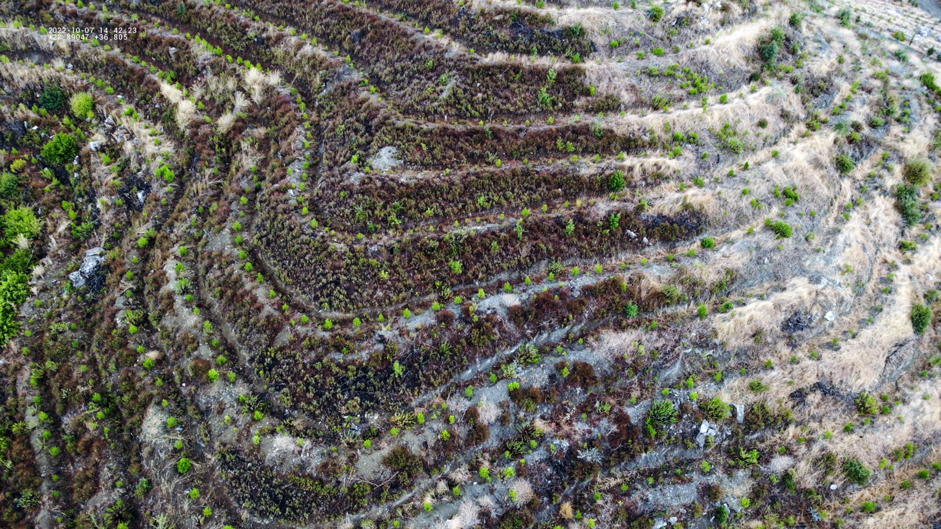 <p>Marmaris yangını: 29 Temmuz 2021 g&uuml;n&uuml; başladı ve 6 Ağustos tarihinde kontrol altına alındı. 8 g&uuml;n devam eden yangında 9 bin 52 hektar ormanlık alan zarar g&ouml;rd&uuml;. Marmaris&rsquo;te 2021 yılında yanan alanların tamamı ağa&ccedil;landırıldı.</p>
<p>Bodrum G&uuml;vercinlik yangını: 29 Temmuz 2021 g&uuml;n&uuml; Marmaris yangınının ardından başlayan G&uuml;vercinlik yangınında &ccedil;ok fazla bir alan kaybedilmemesine rağmen b&ouml;lgede bulunan 3 oteli ve yaklaşık 2 bin tatilciyi tehdit etmesiyle g&uuml;ndem oldu. Yanan yaklaşık 90 hektarlık alanın tamamı ağa&ccedil;landırıldı.</p>
<p>K&ouml;yceğiz yangını: 29 Temmuz 2021 g&uuml;n&uuml; başladı ve 12 Ağustos g&uuml;n&uuml; kontrol altına alındı. Sandras dağı eteklerinde derin vadi ve zirvelerde 15 g&uuml;n s&uuml;ren yangında 10 bin 800 hektar alan yandı. K&ouml;yceğiz&rsquo;de 2021 yılında yanan alanların tamamı ağa&ccedil;landırıldı</p>