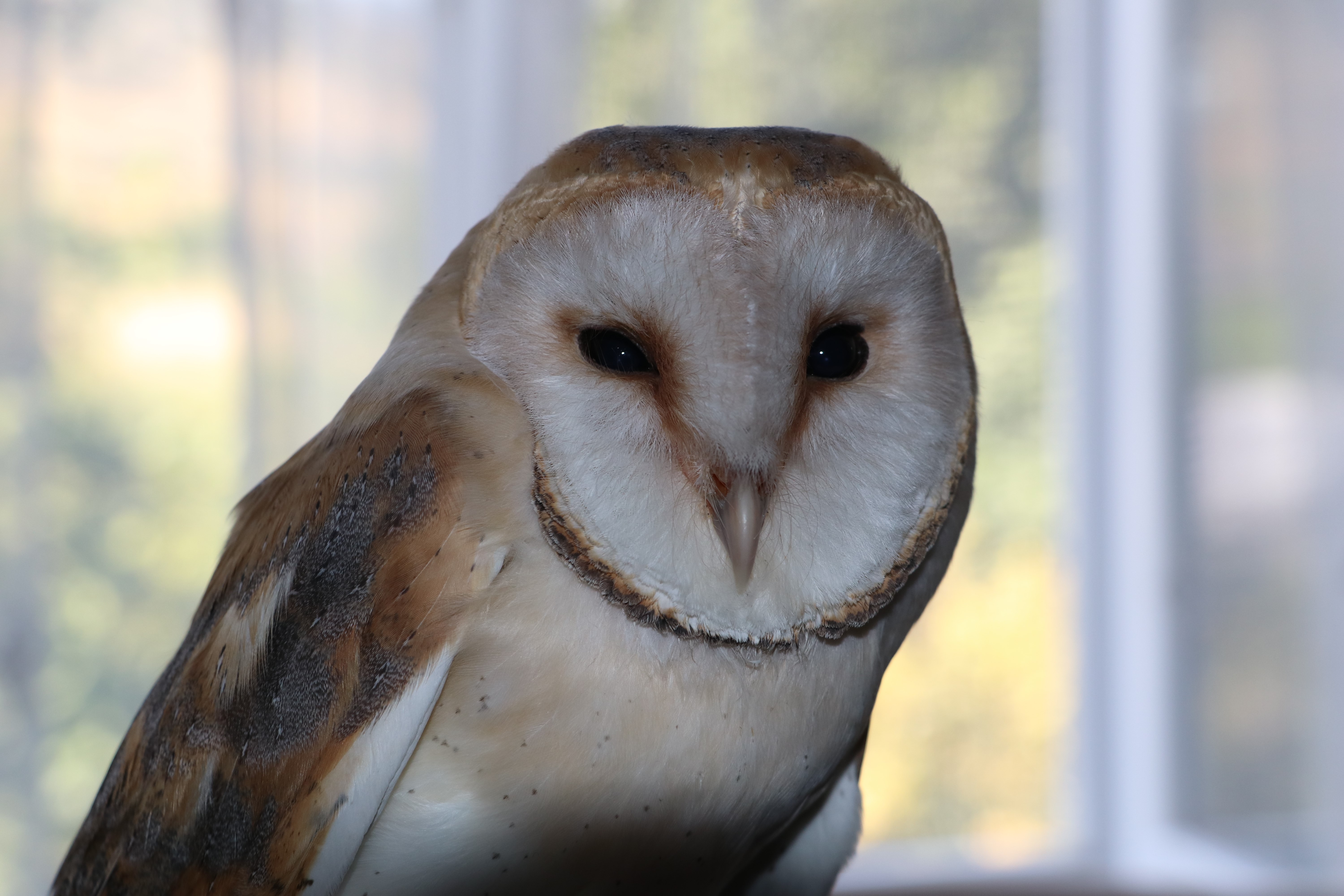 Nesli tükenmek üzere olan peçeli baykuş ’talih kuşu’ olarak evlerine geldi