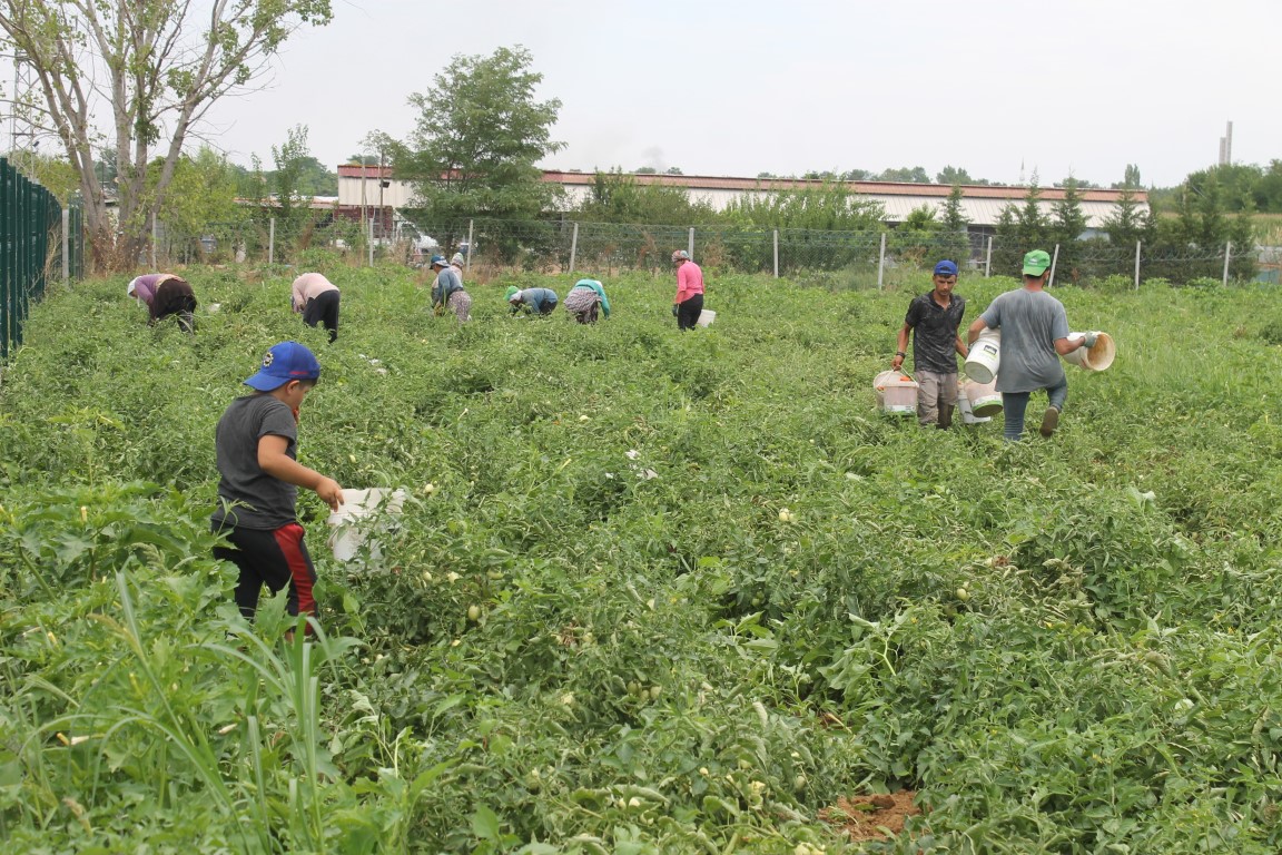 40 derece kavurucu sıcakta domates hasadı