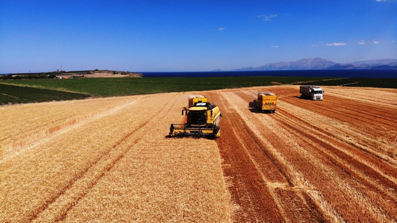 Bitlis’te 301 bin dekarlık alanda buğday hasadı başladı