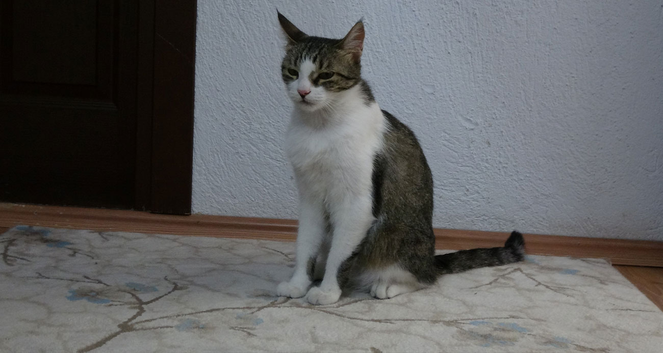 Depremde kaybettikleri kedilerini geri dönüp 5 ay sonra buldular