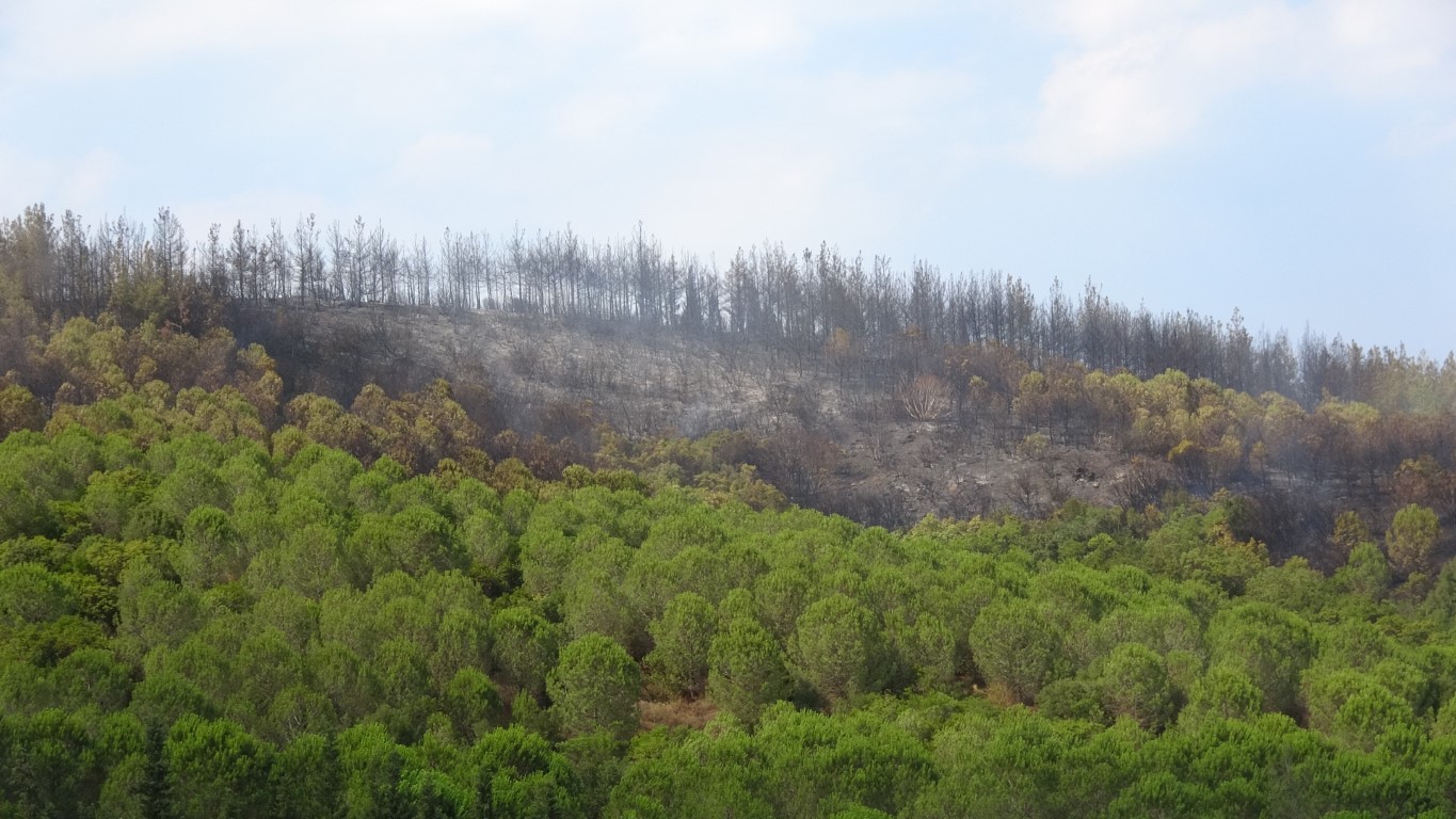 Lapseki’deki orman yangını kontrol altına alındı, 7 hektar alan zarar gördü