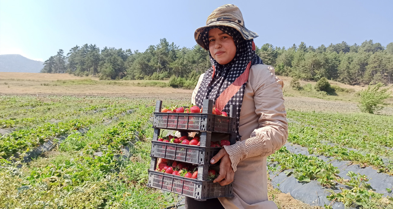 Köyünde çilek üretimine başladı, hedefine üretim tesisi koydu