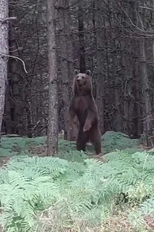 Yalova’da ağaca çıkan yavru ayılar ve anneleri görüntülendi