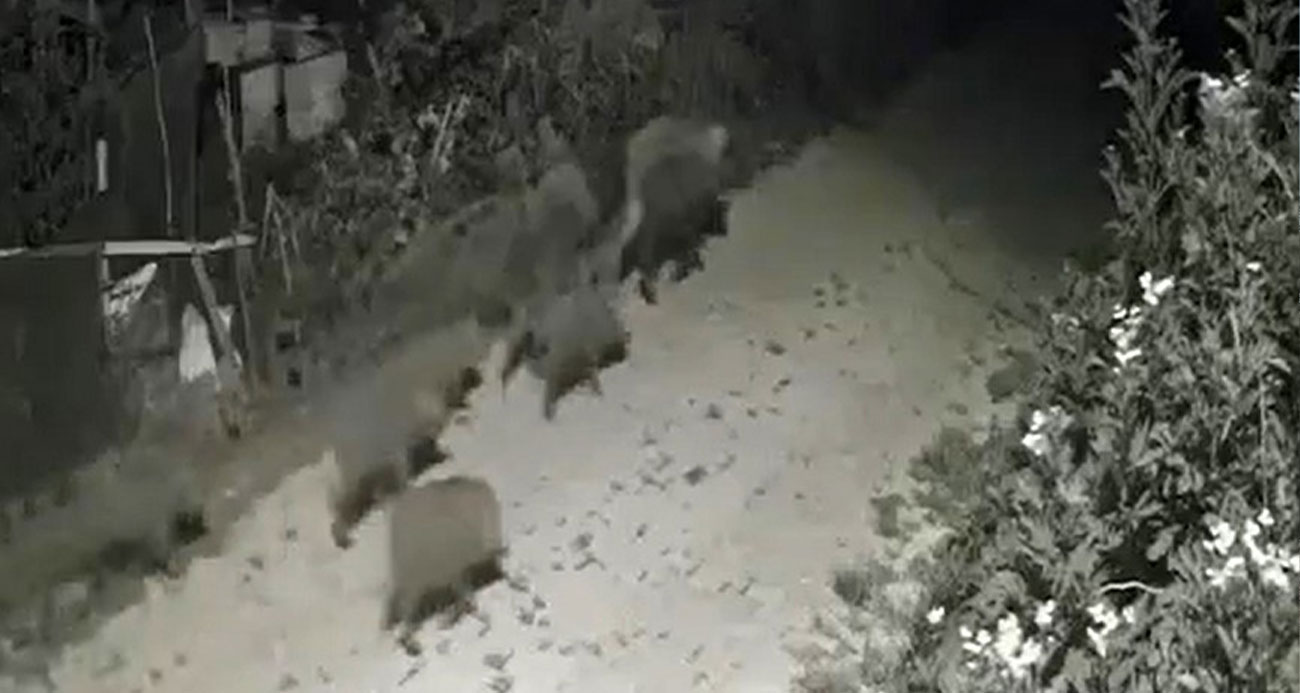 Yalova’da köy merkezine inen domuz sürüsü güvenlik kamerasına yansıdı