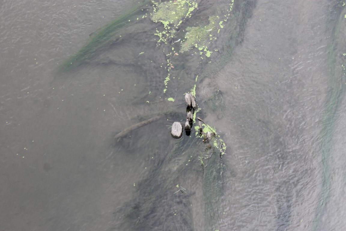 Meriç Nehri’ni kuraklık vurdu: Tarihi ahşap köprünün ayakları gün yüzüne çıktı
