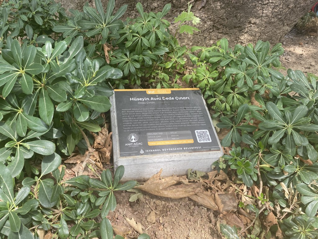 Beyazıt Meydanı’nın çınarı Hüseyin Avni Dede: 58 yıldır adının verildiği ağacın altında