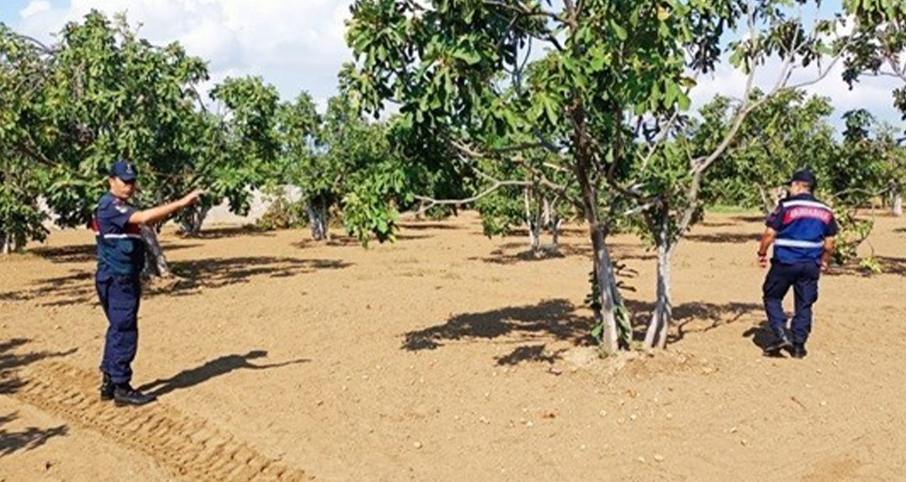 Aydın’da jandarma incir nöbetine başladı