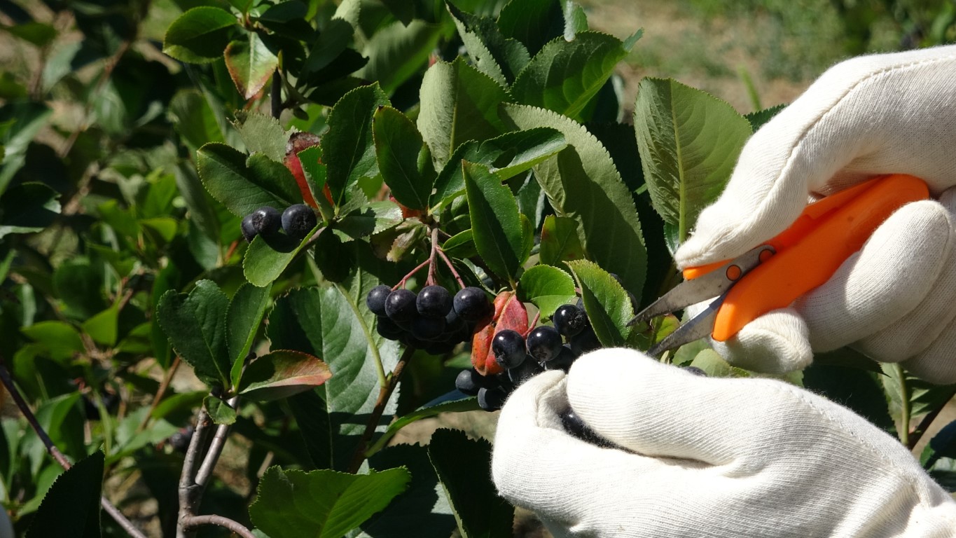 Kilosu 250 TL, nedenini ise hasadını bilenler anlıyor