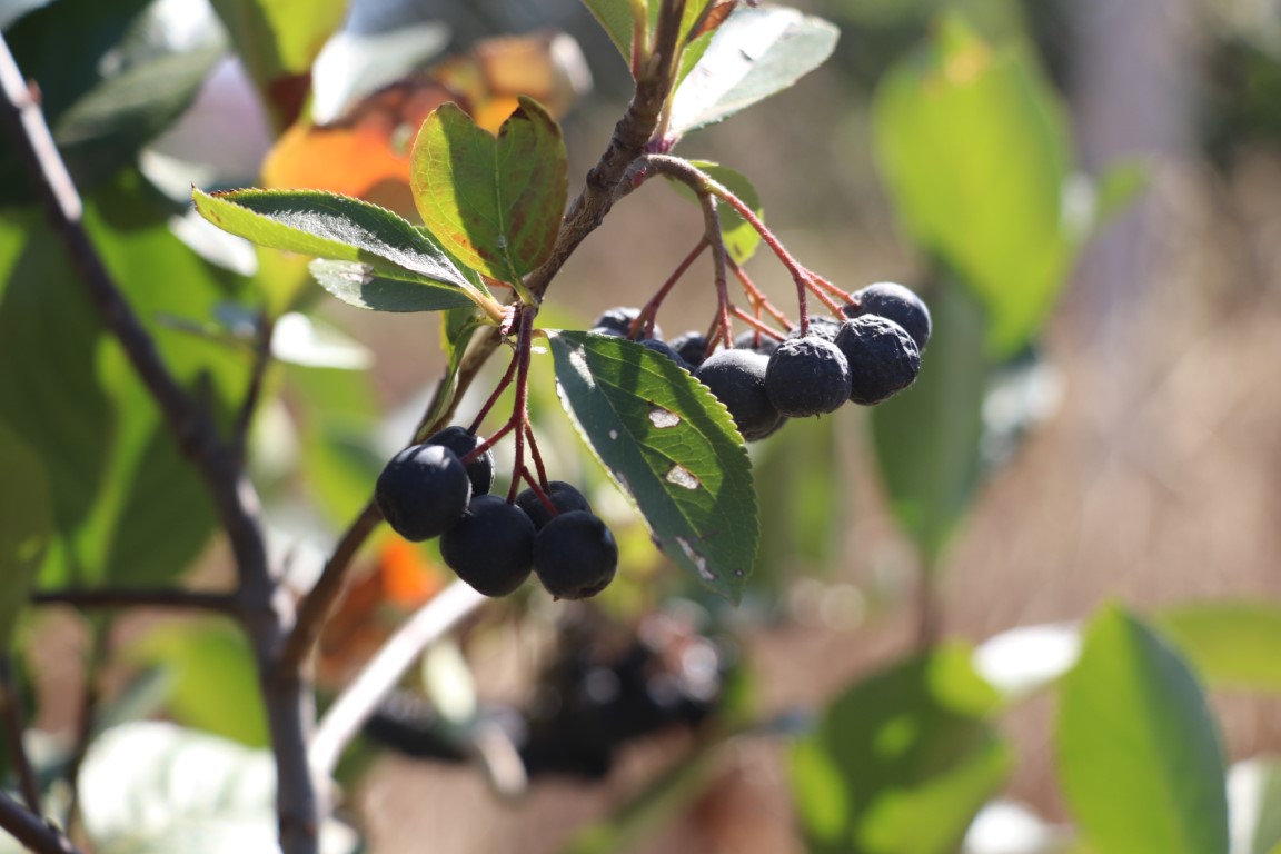 Kilosu 250 TL, nedenini ise hasadını bilenler anlıyor