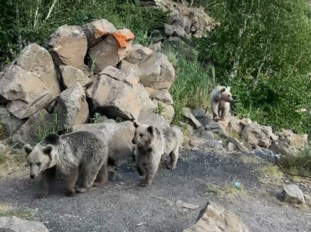 Sıcaktan bunalan yavru boz ayılar Nemrut Krater Gölü’nde serinledi