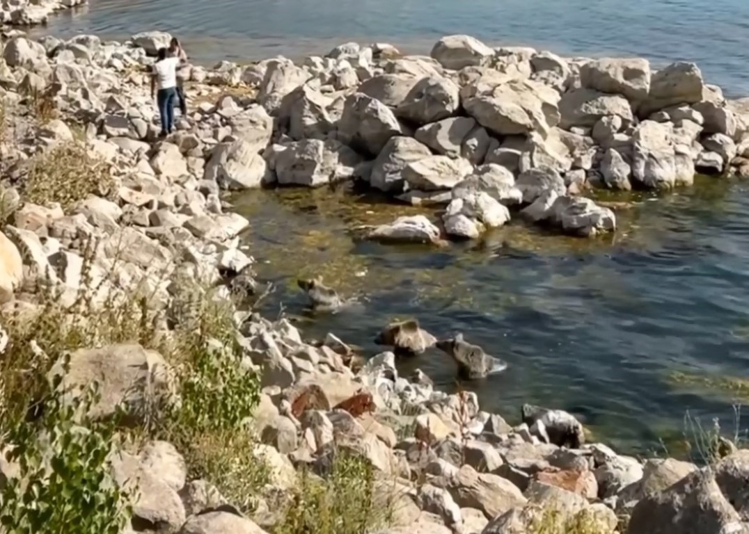 Sıcaktan bunalan yavru boz ayılar Nemrut Krater Gölü’nde serinledi
