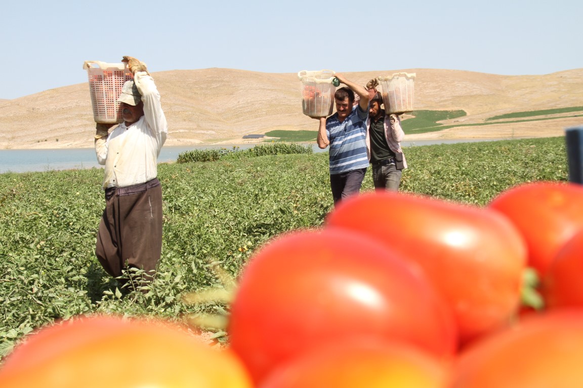 arac-lara-isyan-eden-tarla-sahibi-gelin-tarladan-4-liraya-al-n-hlas