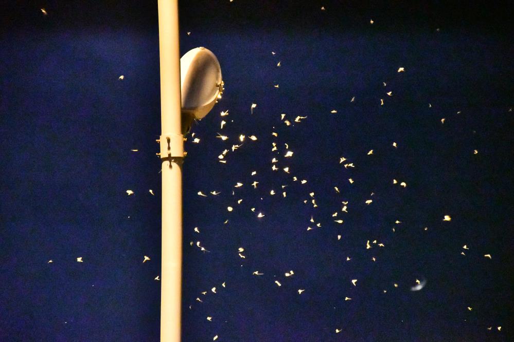 Ardahan’da ’bir günlükler’in ’ölüm uçuşu’ sürüyor