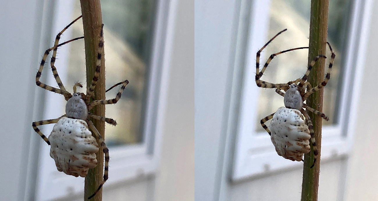 Dünyanın en zehirlileri arasında...Gümüşhane'de görüldü