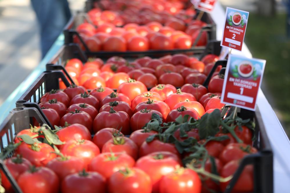 Silivri’de karpuz ve domatesler yarıştı