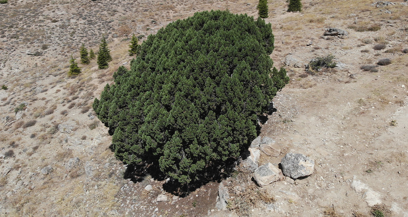 700 yaşındaki ağaç tescillendi