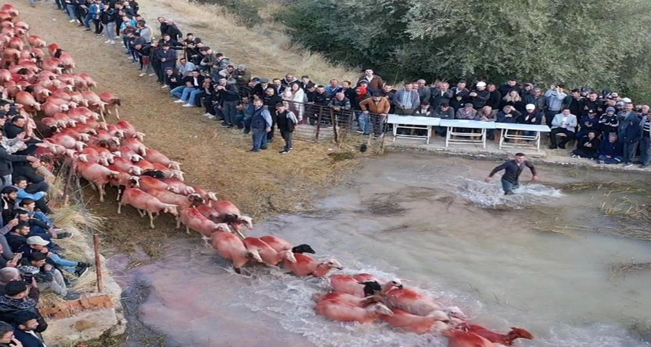 Burdur’un 750 yıllık Yörük geleneği 'Yünüm Böğet' renkli görüntülere sahne oldu