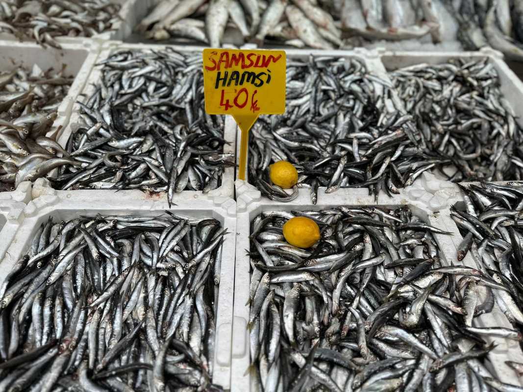 Karadeniz’de hamsi bolluğu: Kilosu 40 TL