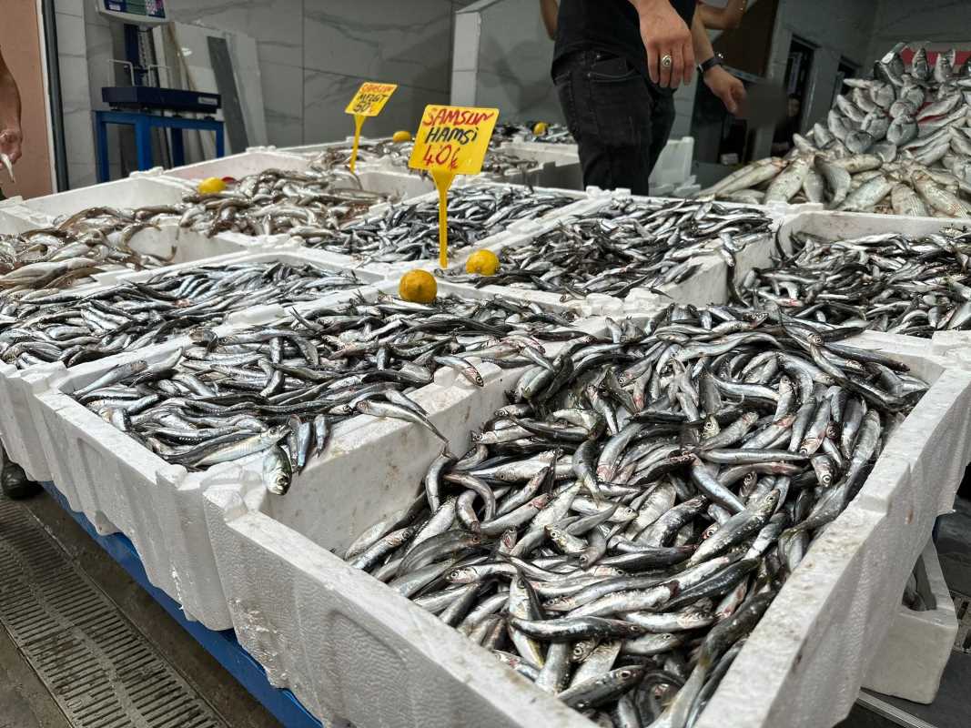 Karadeniz’de hamsi bolluğu: Kilosu 40 TL