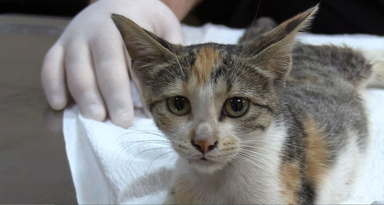 Osmaniye’de otomobilin çarptığı yaralı sokak kedisi tedavi altına alındı