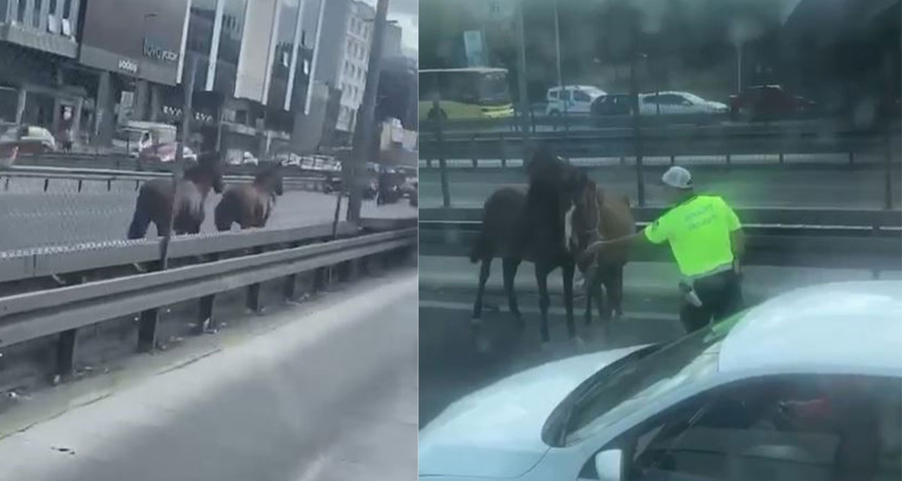 D-100 Karayolu’nda  koşan başı boş atlar trafiği birbirine kattı