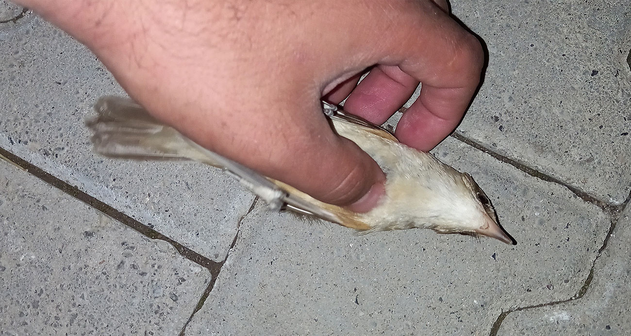 Dakikalarca kalp masajı yapılan kuş hayata döndürüldü