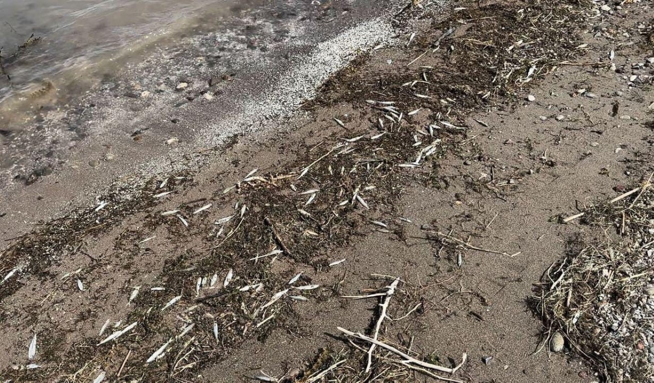 Tunceli’de binlerce ölü balık kıyıya vurdu