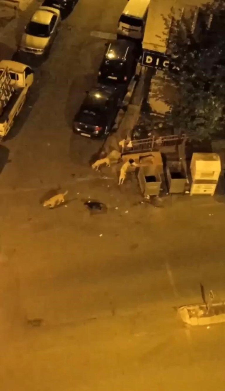 Kağıthane’de sürü halinde dolaşan sokak köpekleri vatandaşların kabusu oldu